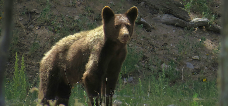 Science is missing from the bear and cougar proposals