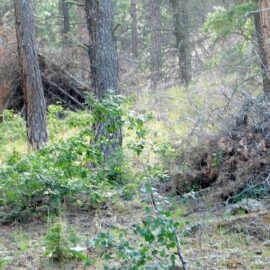 Prescribed burns can meet or defeat forest goals Prescribed burns can meet or defeat forest goals