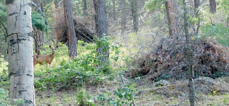 Prescribed burns can meet or defeat forest goals