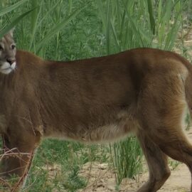 Bears and Cougars lose with new hunting rules Bears and Cougars lose with new hunting rules