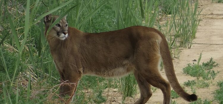 Bears and Cougars lose with new hunting rules Bears and Cougars lose with new hunting rules