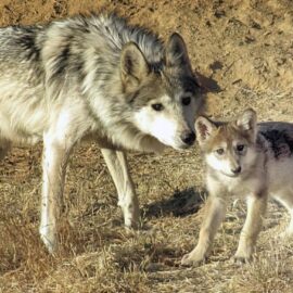 Mexican Wolves: Steps Forward, Steps Backward Mexican Wolves: Steps Forward, Steps Backward