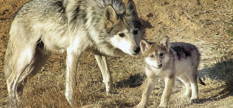 Mexican Wolves: Steps Forward, Steps Backward Mexican Wolves: Steps Forward, Steps Backward